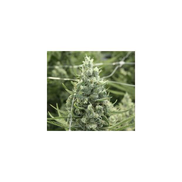 Devils Harvest Seeds Dazy Jones 10 Stk regular