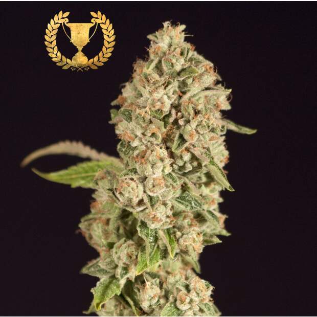 Devils Harvest Seeds OG ReekN 3 pcs feminised