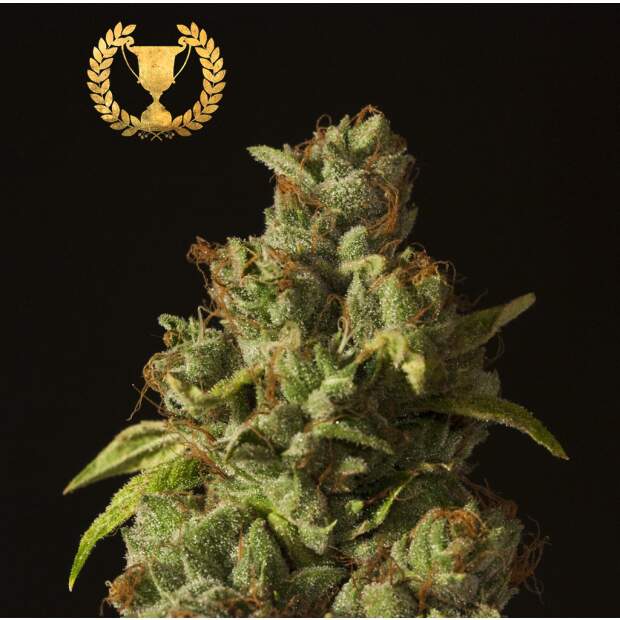 Devils Harvest Seeds Rollex OG Kush 3 Stk feminisiert