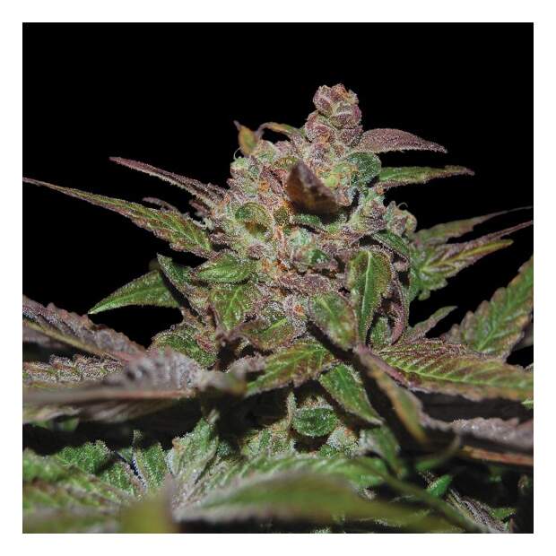 DNA Genetics Purple Wreck 3 Stk feminisiert