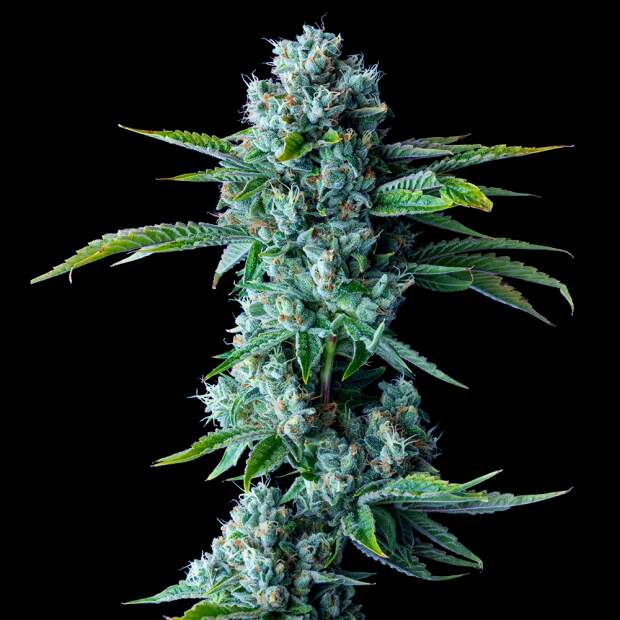 DNA Genetics Skywalker Kush 6 Stk feminisiert