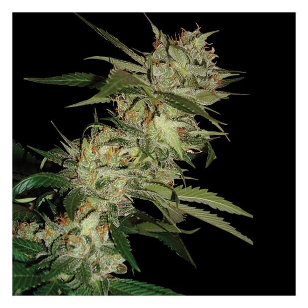 Dna Genetics Sleestack X Skunk 6 pcs regular