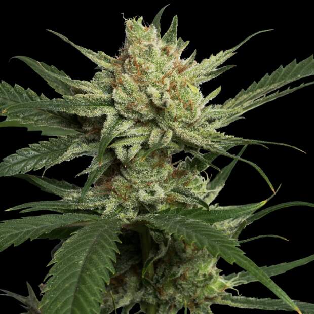 DNA Genetics Strawberry Banana 3 Stk feminisiert