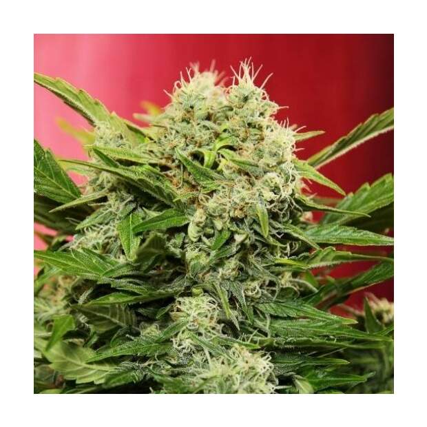 Doctors Choice Chronic Ryder Auto 5 Stk feminisiert