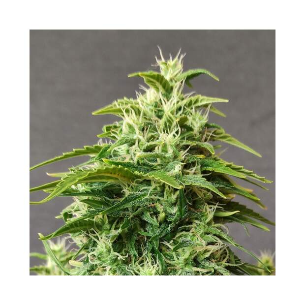 Doctors Choice Chronic Ryder Auto 5 Stk feminisiert