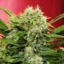 Doctors Choice Chronic Ryder Auto 5 Stk feminisiert