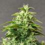 Doctors Choice Chronic Ryder Auto 5 Stk feminisiert