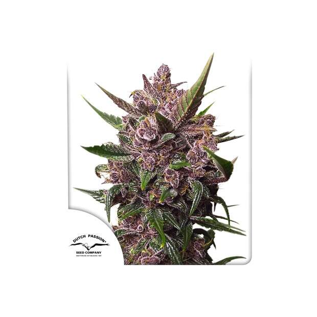 Dutch Passion Auto Blackberry Kush 7 Stk feminisiert