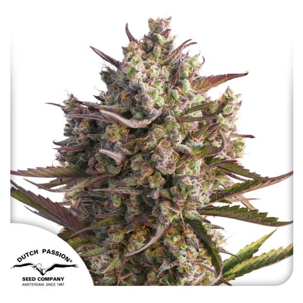 Dutch Passion Auto Blueberry 7 Stk feminisiert