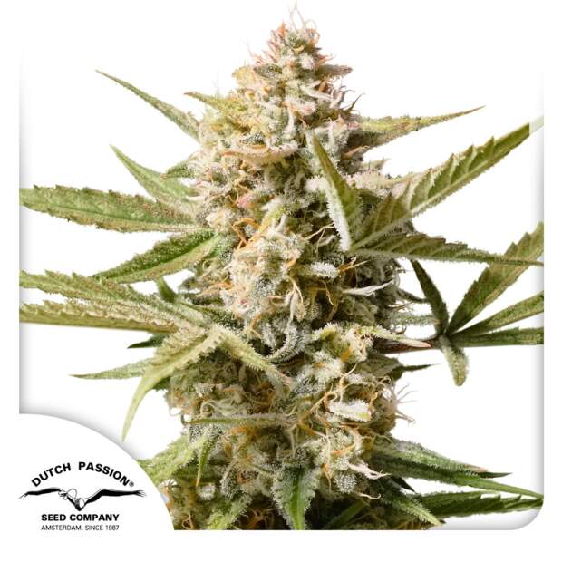 Dutch Passion Auto Cinderella Jack 7 Stk feminisiert