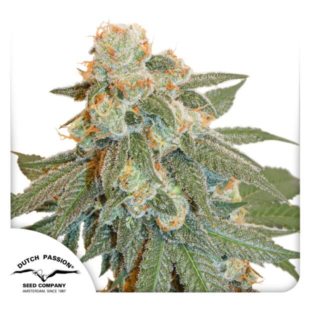 Dutch Passion Auto Orange Bud 3 pcs feminised