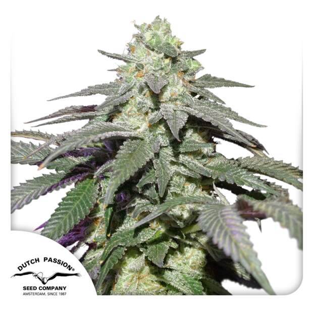 Dutch Passion Auto Skywalker Haze 3 pcs feminised