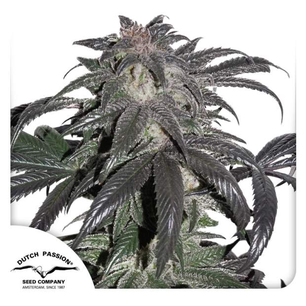 Dutch Passion Bubba Island Kush 3 pcs feminised