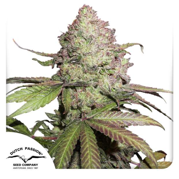 Dutch Passion CBD Auto Charlottes Angel 7 Stk feminisiert