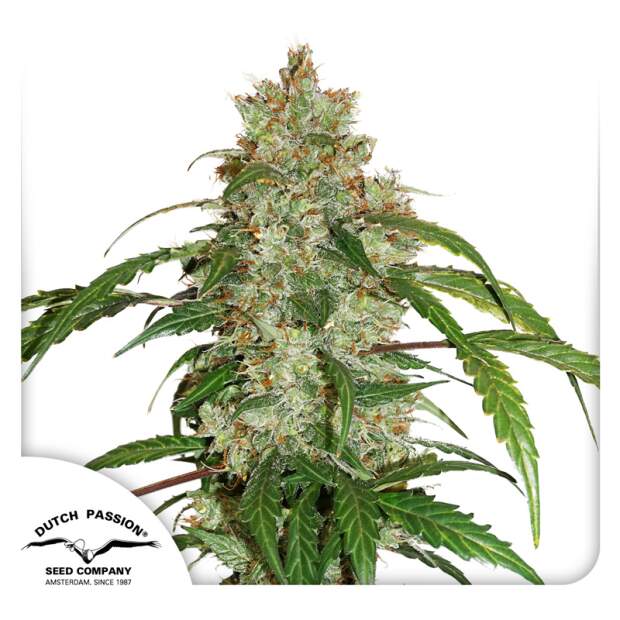 Dutch Passion CBD Auto White Widow 7 pcs feminised