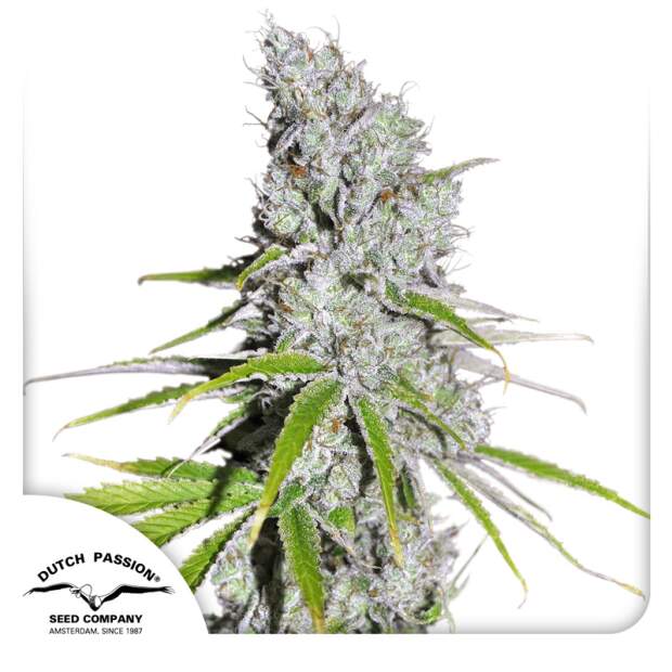 Dutch Passion CBD Skunk Haze 3 pcs feminised