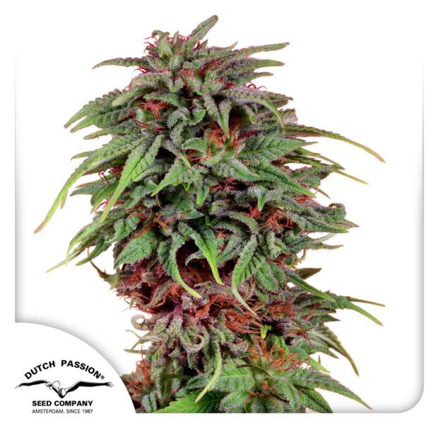 Dutch Passion Durban Poison 5 pcs feminised