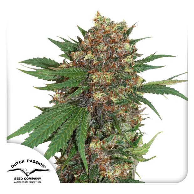 Dutch Passion Master Kush 3 pcs feminised