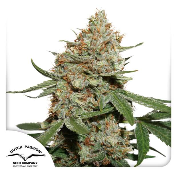 Dutch Passion Skunk #11 5 Stk feminisiert