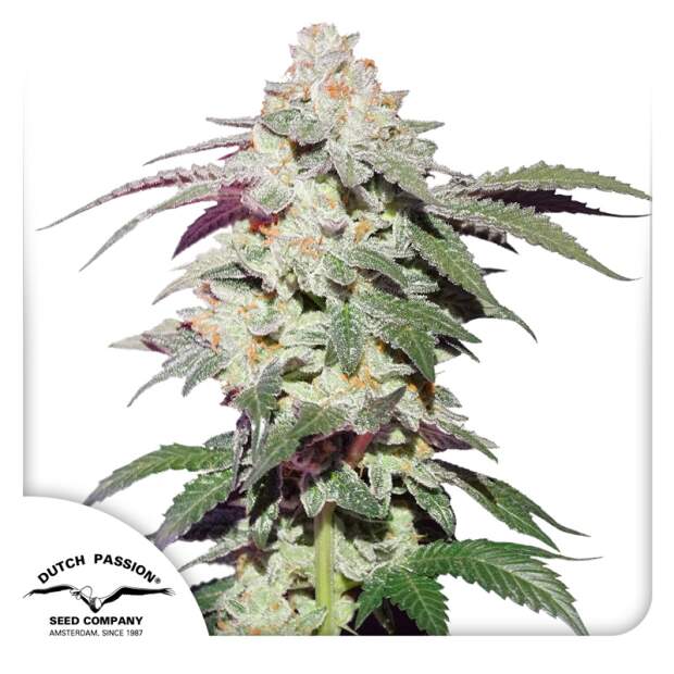 Dutch Passion Skywalker Haze 3 pcs feminised