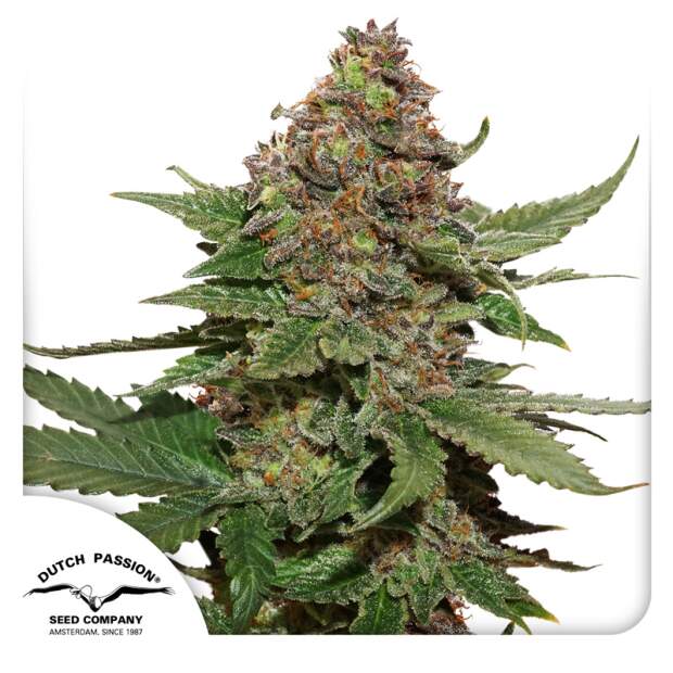 Dutch Passion Strawberry Cough 3 pcs feminised