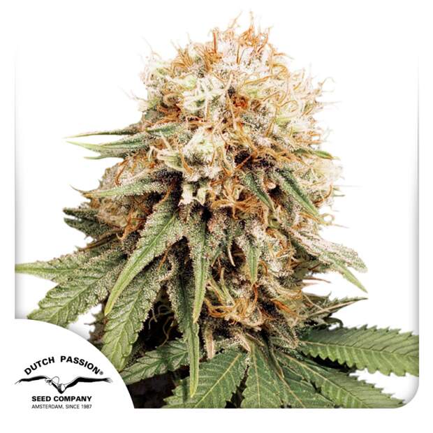 Dutch Passion White Widow 3 pcs feminised