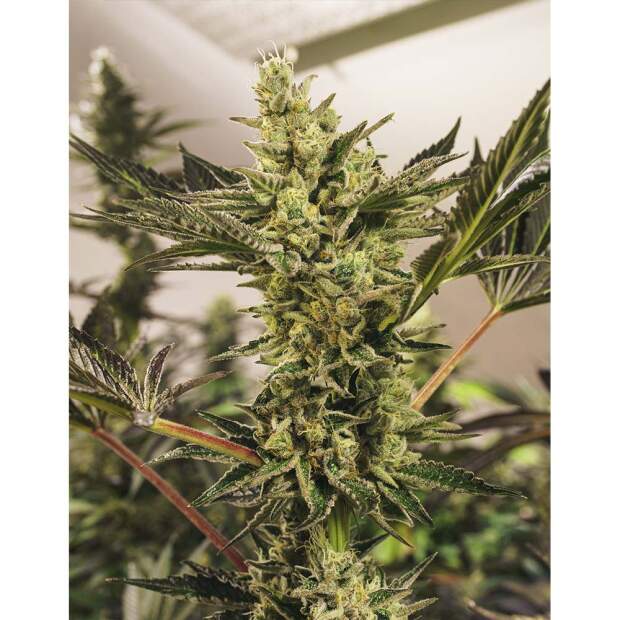 Exotic Seed Banana Mash Auto 5 Stk feminisiert