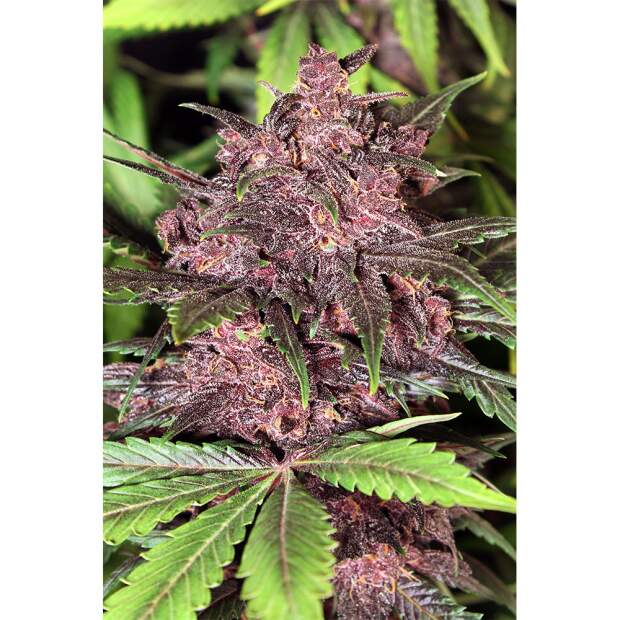 Exotic Seed Black Haze Auto 3 pcs feminised