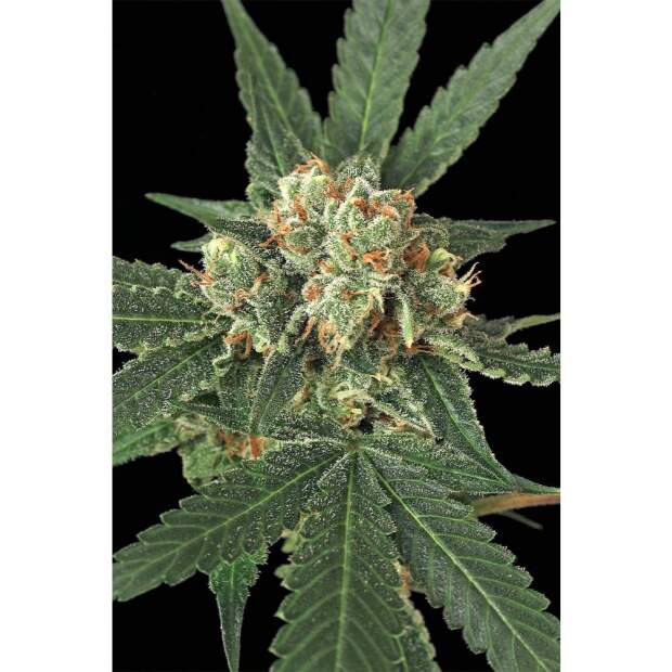 Exotic Seed Blue Monkey 3 Stk feminisiert