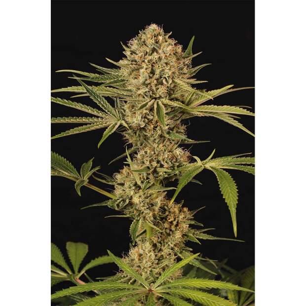 Exotic Seed Herz OG 3 pcs feminised