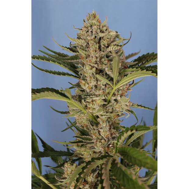 Exotic Seed Herz OG Auto 10 Stk feminisiert