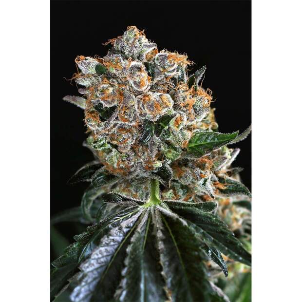 Exotic Seed Malasana Cookies 3 Stk feminisiert