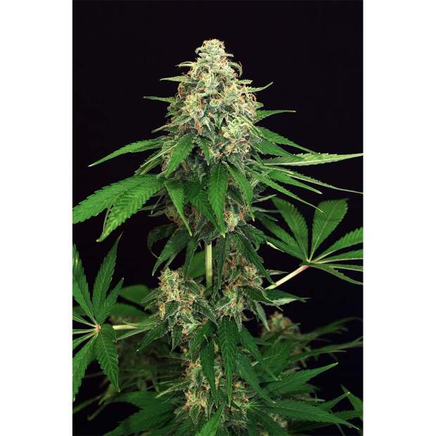 Exotic Seed Mango Cream 3 Stk feminisiert