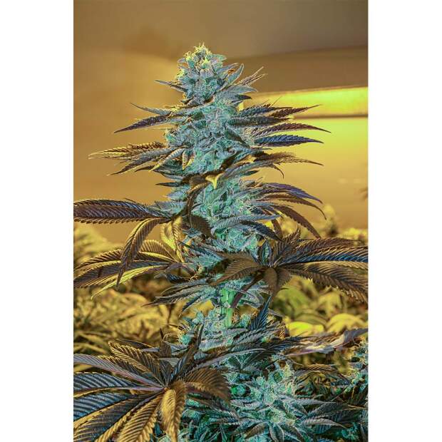 Exotic Seed Purple Monkey Auto 3 Stk feminisiert