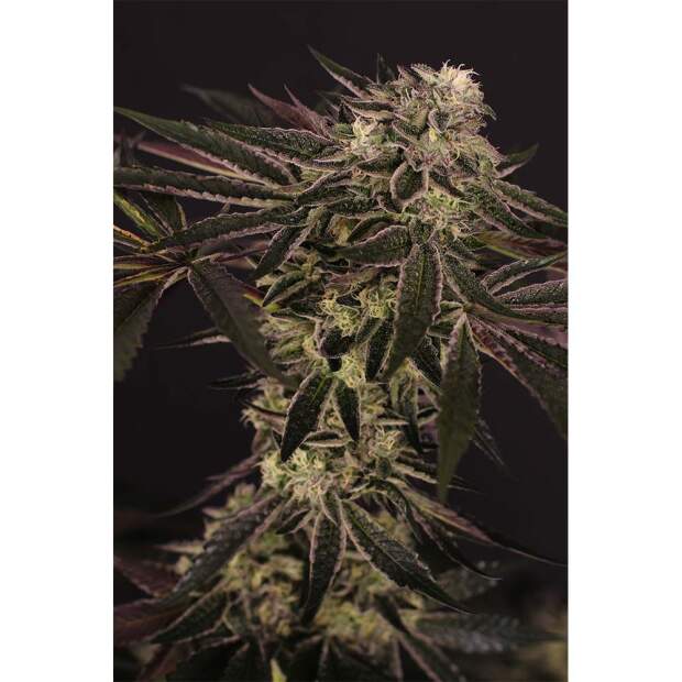 Exotic Seed Purple Shot 3 Stk feminisiert