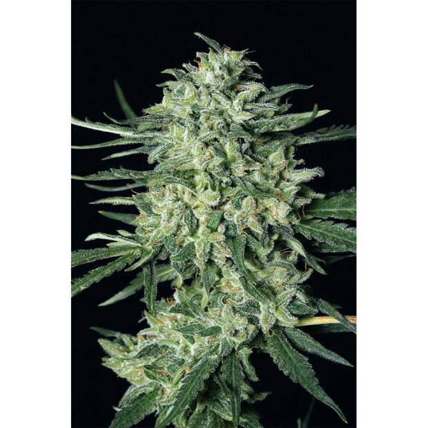 Exotic Seed Quick Mass 3 Stk feminisiert