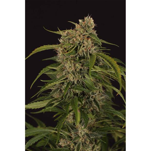 Exotic Seed Sir Jack Pure CBD Auto 3 pcs feminised