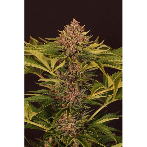 Exotic Seed Strawberry Cola Auto 3 Stk feminisiert