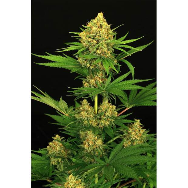 Exotic Seed Tangerine Kush 3 pcs feminised