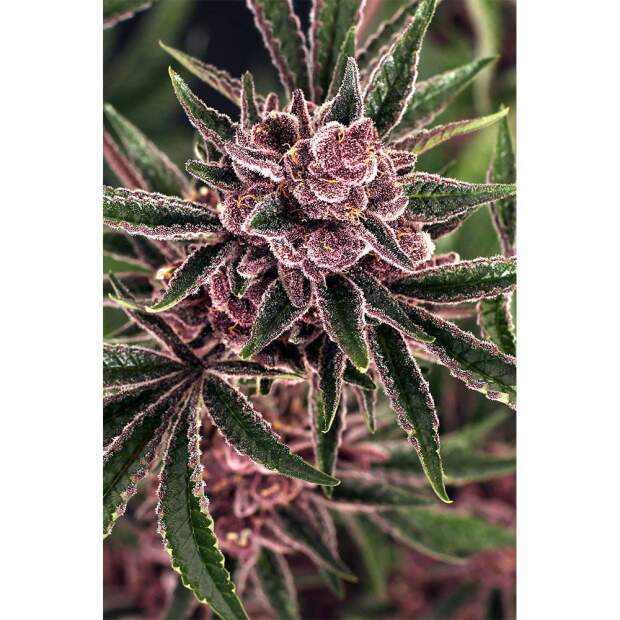 Exotic Seed Tropical Fuel 5 Stk feminisiert