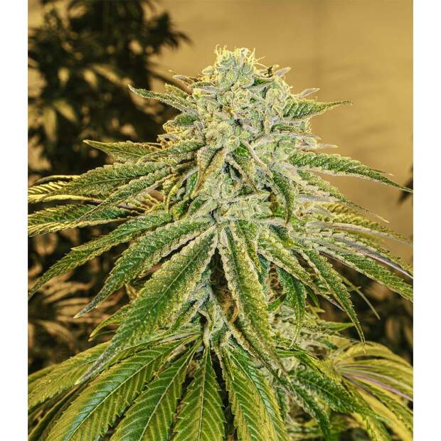 Exotic Seed White Banana Auto 5 Stk feminisiert