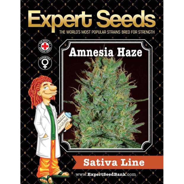 Expert Seeds Amnesia Haze 10 Stk feminisiert