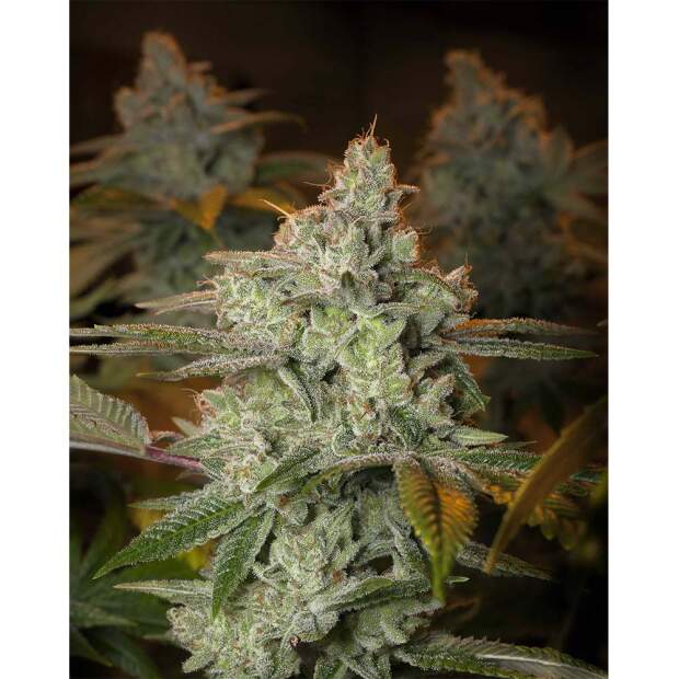 Expert Seeds Blueberry Glue (Blueberry) 3 Stk feminisiert