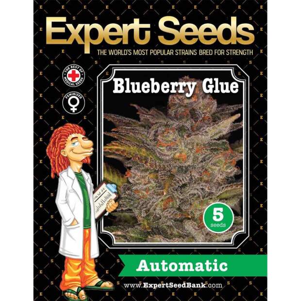 Expert Seeds Blueberry Glue Auto 3 Stk feminisiert