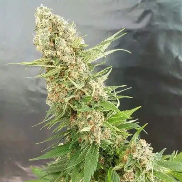 Expert Seeds Gorilla Critical 3 pcs feminised