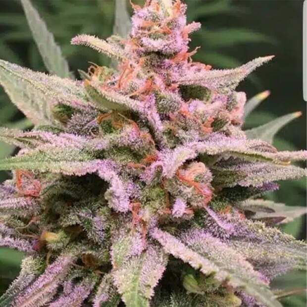 Expert Seeds Zkittlez Glue 3 pcs feminised