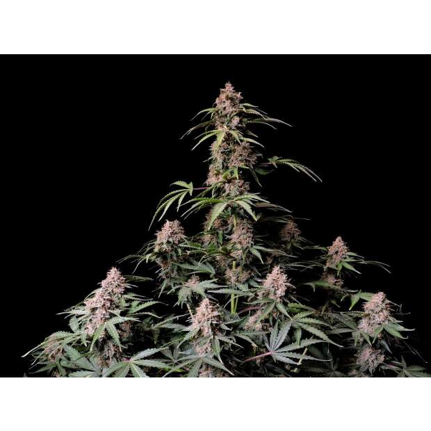 420 Fast Buds Amnesia Zkittlez Auto 5 pcs feminised