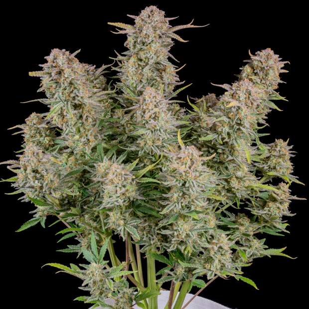 420 Fast Buds Bruce Banner Auto 10 pcs feminised