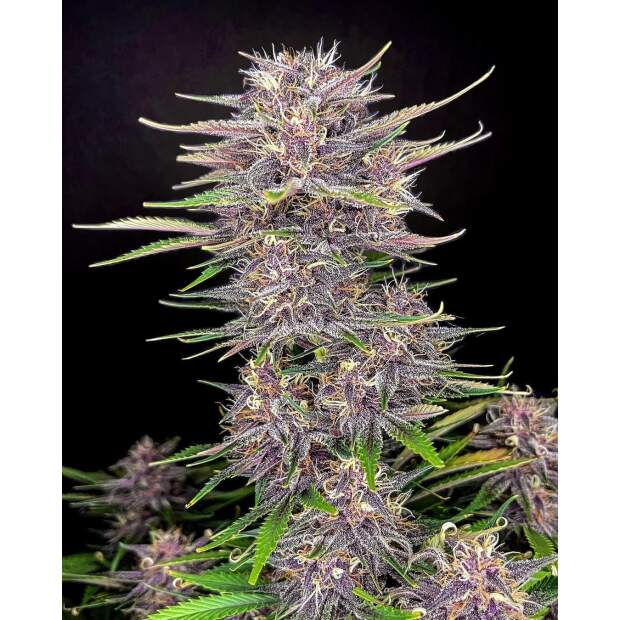 420 Fast Buds Banana Purple Punch Auto 3 Stk feminisiert