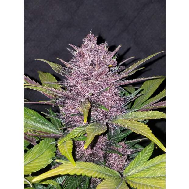 420 Fast Buds Blackberry Auto 3 pcs feminised